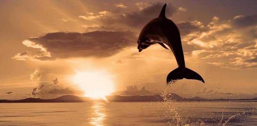 salto-de-delfin-1823[1]