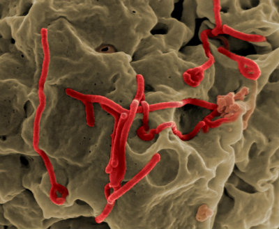 ebola lies