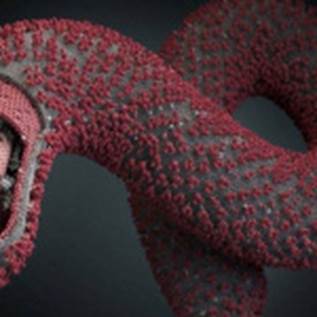 LA ESTRUCTURA DEL VIRUS