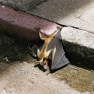 UN MURCILAGO "INFECTADO"