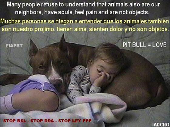 00 PIT BULL TIENEN AMOR