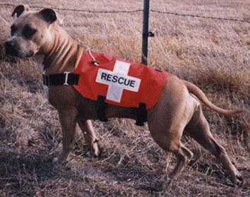 http://www.pitbullsontheweb.com/petbull/image/sr4.jpg