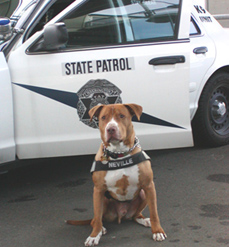 http://www.pitbulls-fighting-for-their-lives.com/images/about_us_1.jpg