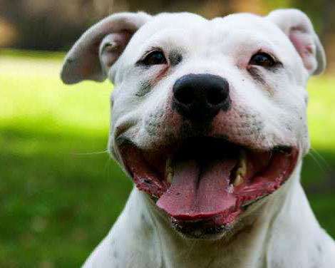 A dog of race American Pitbullterrier. | Hexodus